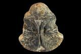 Fossil Crocodylomorph Vertebra - Montana #134812-1